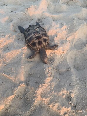 Sea Turtle seen near Sunset Villa  by one of our guests during a visit July 2019