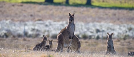 Some of our local native wildlife