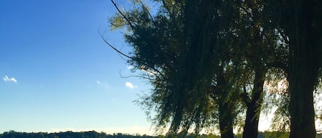 View of Lake from backyard