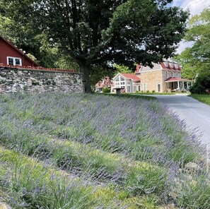 Lavender