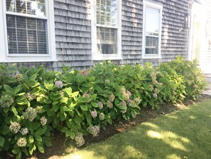 Front yard
