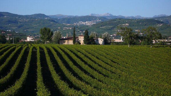 The vineyards on the estate. See fresh pics every day on instagram @casarosapule