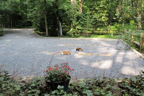 Your welcoming committee saving your parking space for you.