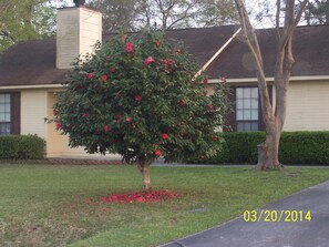 Front Yard & Driveway