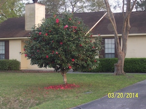 Front Yard & Driveway