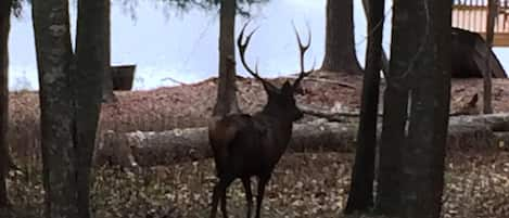 Red stag bull view from Hunters Cabin.