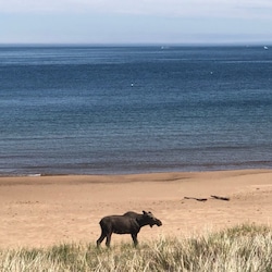 moose at Chimney Corner beach