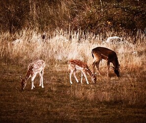 Deer viewed from the deck