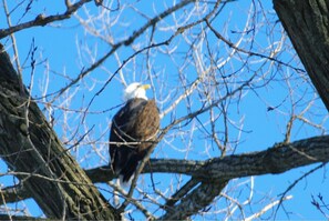 january-2014-bald eagle on riverr
