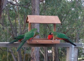 You can hand feed the local birds