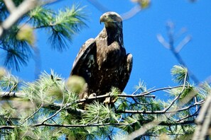 This immature Bald Eagle landed in the tree next to the front door! 