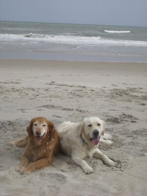 A lazy dog day afternoon on the beach checking out the birds and beach crabs!