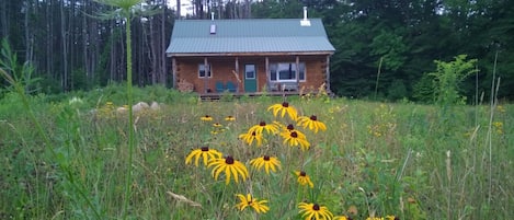 Summer time brown-eyed susans surround the cabin
