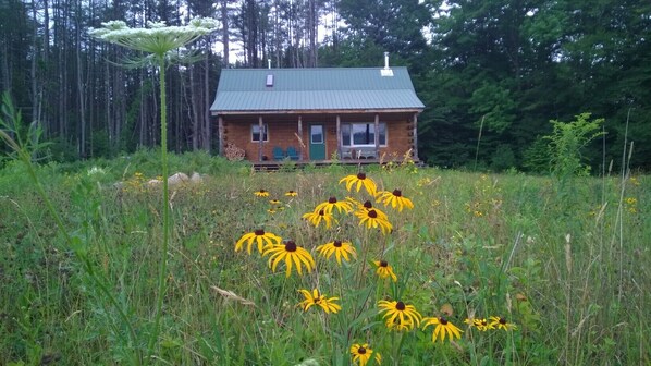 Summer time brown-eyed susans surround the cabin