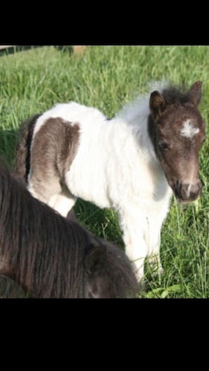 Baby miniature horse