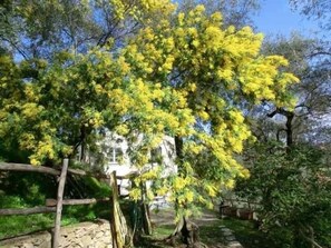 Mimosa and Casa Bianca in February 