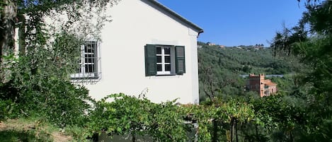 Casa Bianca in its evergreen sea of olive trees 