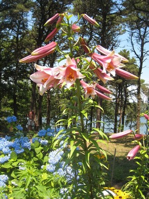 flower garden with view of the pond