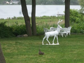 A Duck in the Yard