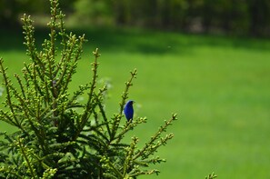 Indigo Bunting