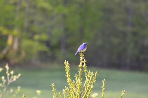 Bluebird