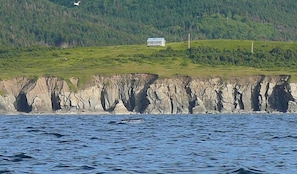 View of the cottage from a whale watching tour 