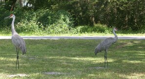 Wild Life. Sand Hill cranes checking out the property.