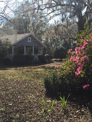 Yard is bordered by azaleas. For weeks each Spring they are spectacular.