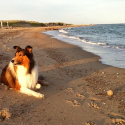 Pet Friendly Cape House that the whole family can enjoy!