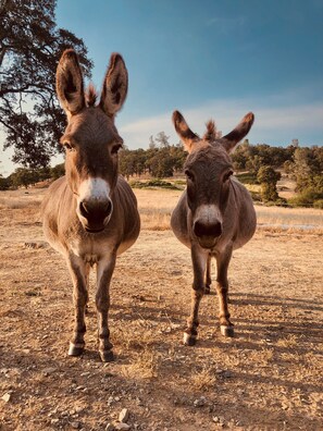 Donkeys on the property.