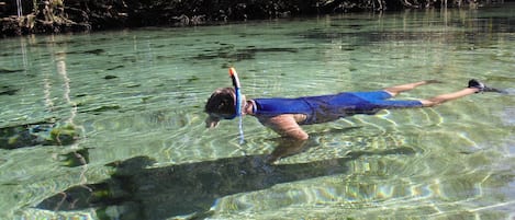 Snorkel in Springs