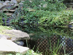 A frog sunbathing at the pond -- an option for you, too!