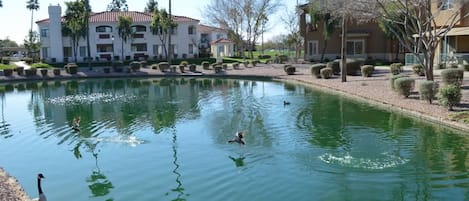 Geese/Ducks in lakes around condo 