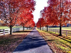 The spectacular colors of November!