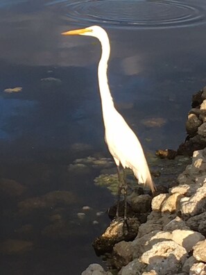 Ibis canal edge;great and little blue herons; egrets; tricolored herons