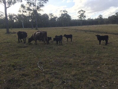 Fingal Farm, pets, Bulahdelah, Myall Lakes, beach