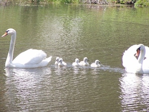 Fresh water pond just a 2 minute walk from the house on the same property