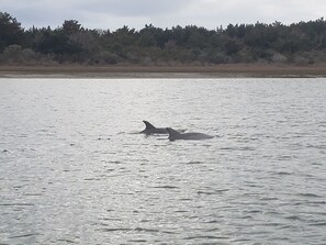 Dolphins passing the dock