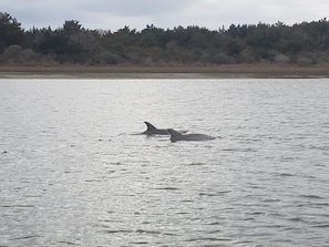 Dolphins passing the dock