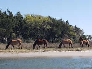 Ponies view from the dock
