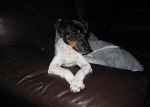 Pipi - 4 month old