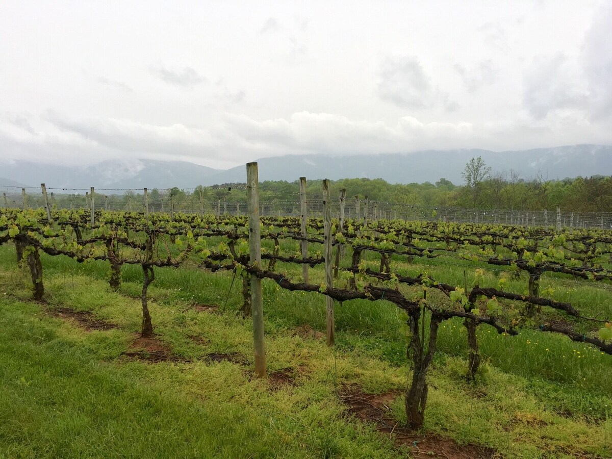 Farm House on Working Vineyard Near Blue Ridge Mountains, Charlottesville