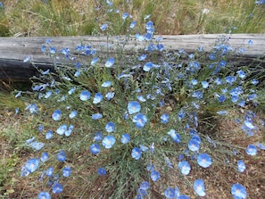 Blue flax in bloom