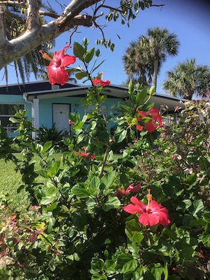 Happy Hibiscus 