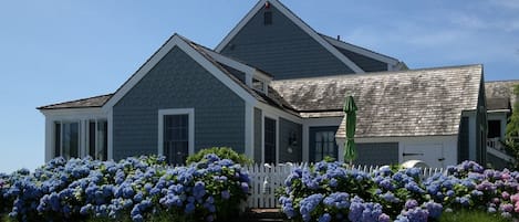 Charming waterfront home at Maushop Village surrounded by gorgeous hydrangeas  