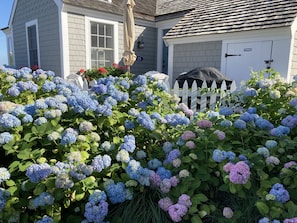 Sea of hydrangeas 