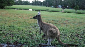 Wildlife visitors