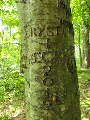 The Lovers Tree. All lovers are welcome to carve their names just keep it clean!