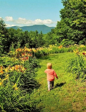 Dad's Daylily Garden featuring 180 varieties.