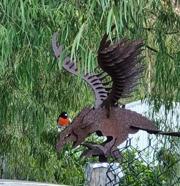 Our beautiful birdlife in the garden at Magnolia Cottage
